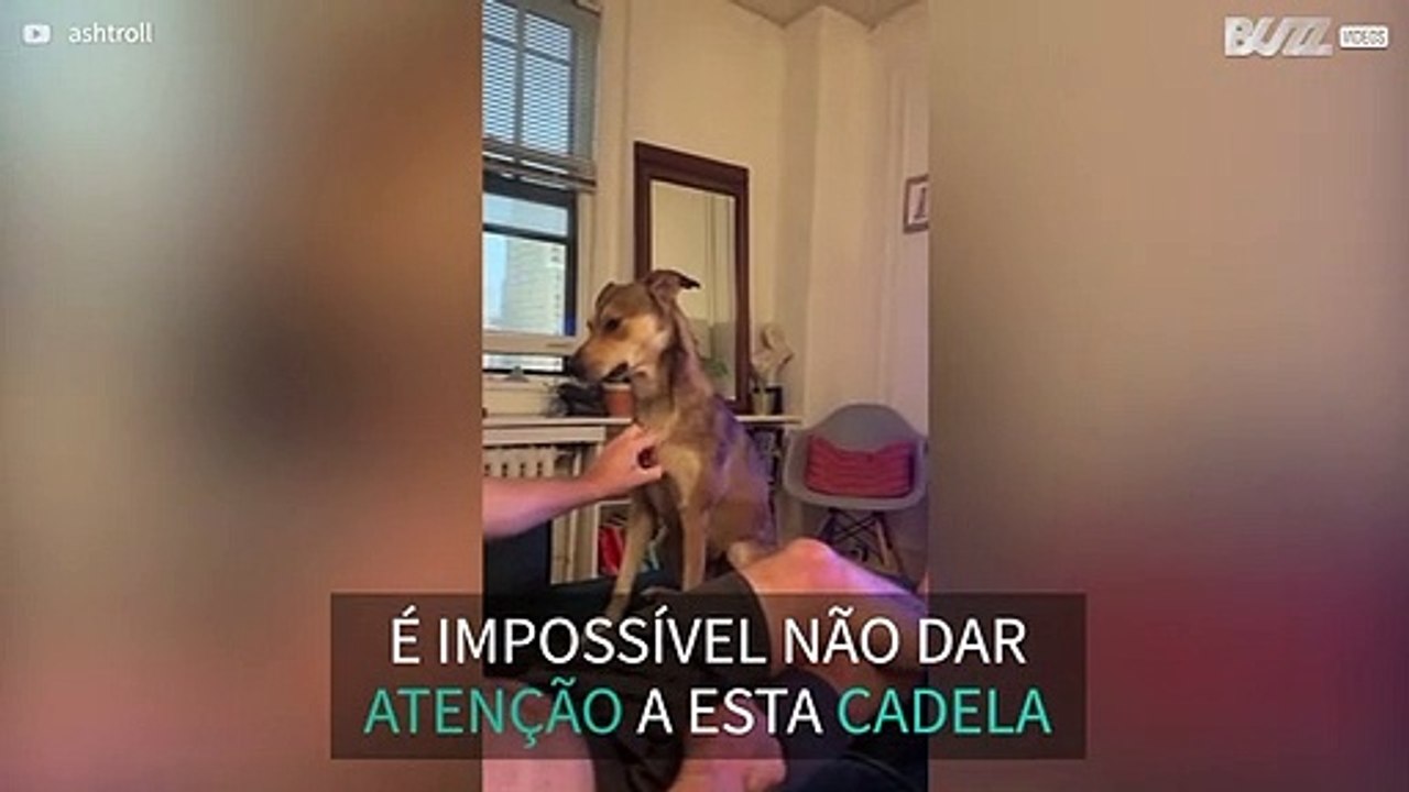 Cadela aprende a pedir mimos ao dono