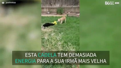 Cão bebé arrasta cão adulto para brincar