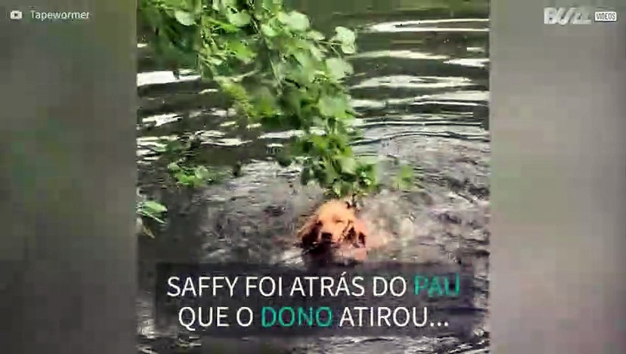 Cadela confunde pau com ramo de árvore!