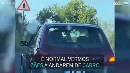 Cabra é vista a passear de carro com os donos