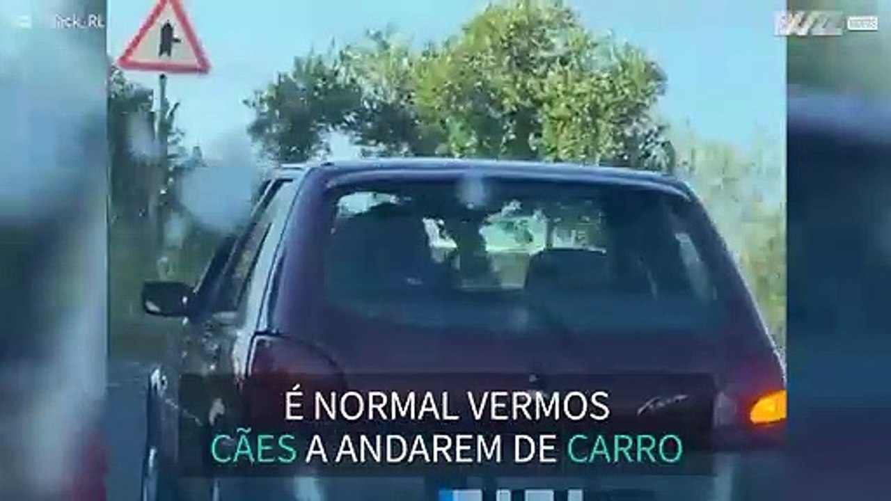 Cabra é vista a passear de carro com os donos