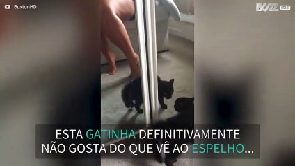 Gata vê o seu próprio reflexo pela primeira vez