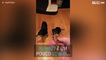 Cão não percebe imediatamente que pode comer!