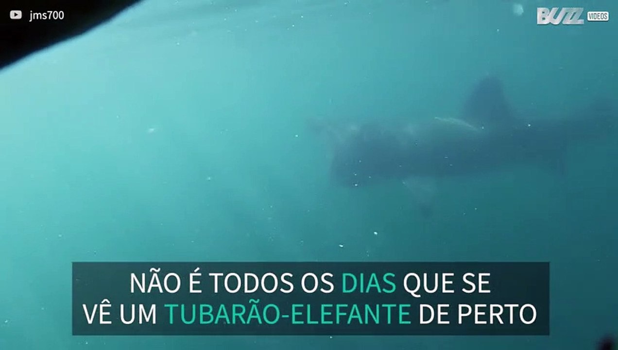 Mergulhador vê tubarão-elefante de perto 2