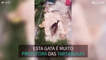 Gata protege as suas amigas tartarugas