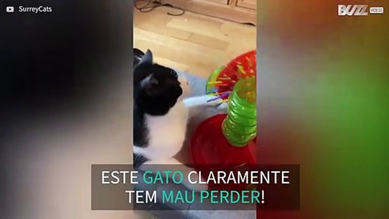 Gato revolta-se e destrói jogo!