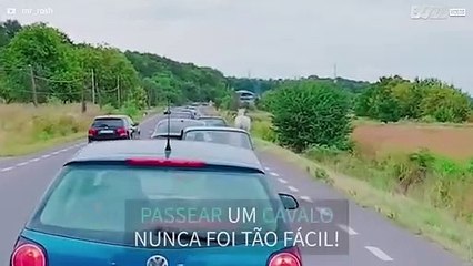 Condutor passeia cavalo com trela no meio da estrada