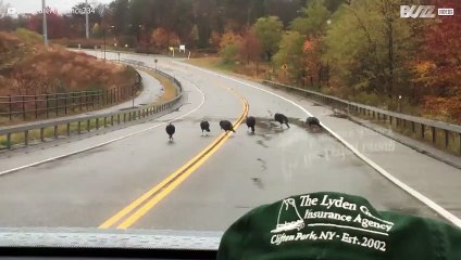Gangue de perús bloqueia estrada nos EUA