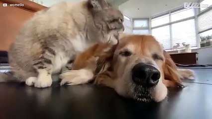 Gato dá banho a cão em momento adorável!