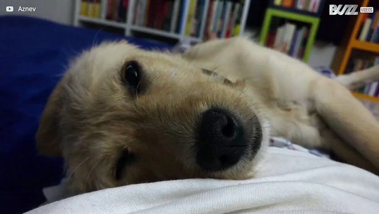 Cadela revira os olhos de forma assustadora enquanto dorme