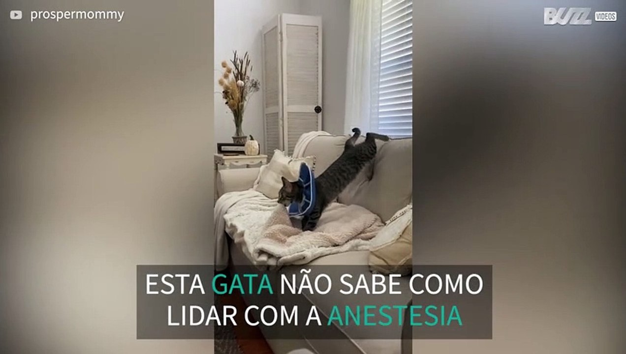 Gatinha fica completamente desnorteada após anestesia