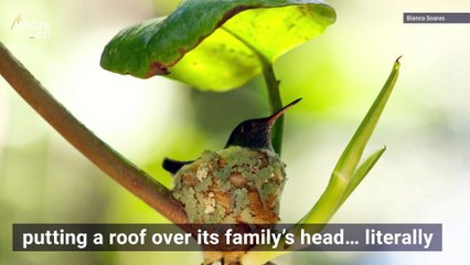 A Cute Nest with a Tiny Roof is Where This Little Hummingbird Calls Home