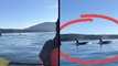 Superpod Of Killer Whales Surrounds Kayakers