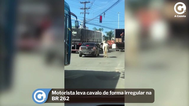 Motorista leva cavalo de forma irregular na BR 262