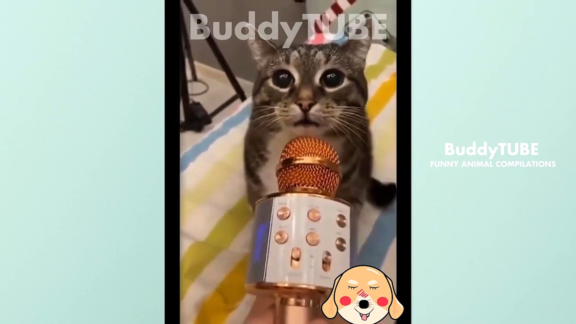 ⁣Funny Animals And Pets Compilation FA#51