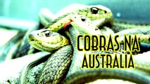 Cobras na Australia - EMVB - Emerson Martins Video Blog 2015