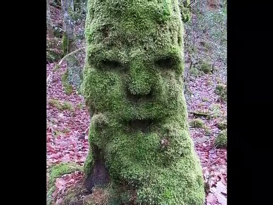 Nos amis les arbres