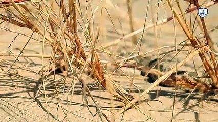 صراع البقاء في الصحراء الكبرى‘ ثعلب الفنك والأفعى