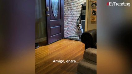 Perro rescatado teme ser adoptado porque nunca ha estado en una casa