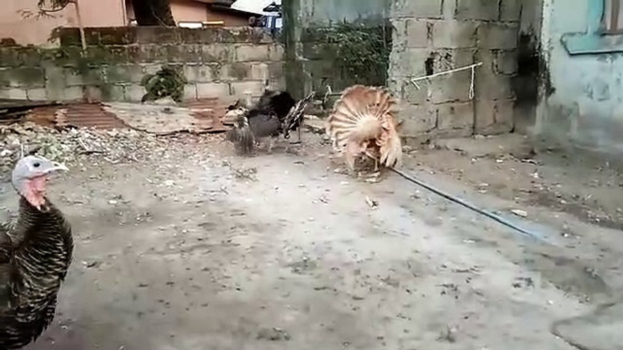 turkeys