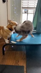 Calm Corgi Tolerates Extroverted Pup