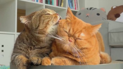 Kittens Playing | Ep. 01 | Kitty Party