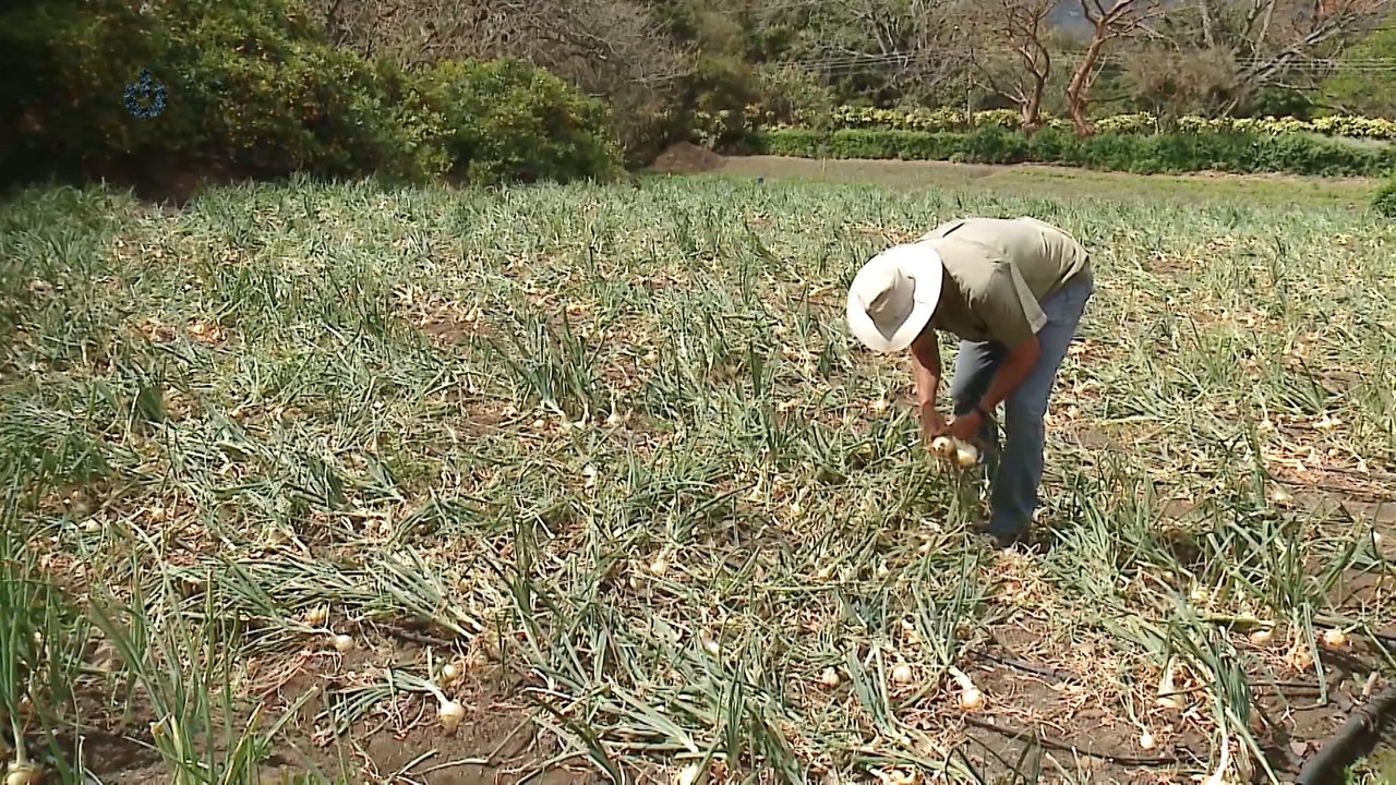 mqn-Váyase a Santa Ana a cosechar su pripia cebolla -120321