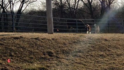 Cow Has Fun with Dogs at Fence