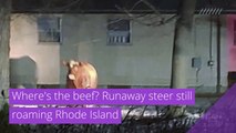 Where's the beef? Runaway steer still roaming Rhode Island, and other top stories in strange news from March 13, 2021.