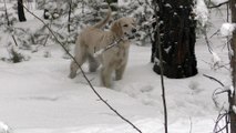 Husky and golden retriever in the winter forest