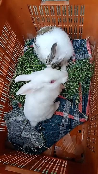 cute_rabbit_bunney,_my_pets