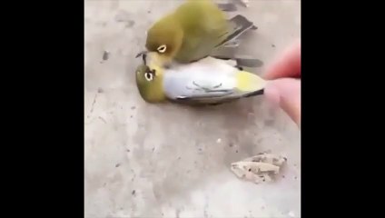 Un oiseau se laisse mourir après la mort de son compagnon ou sa compagne, incroyable !