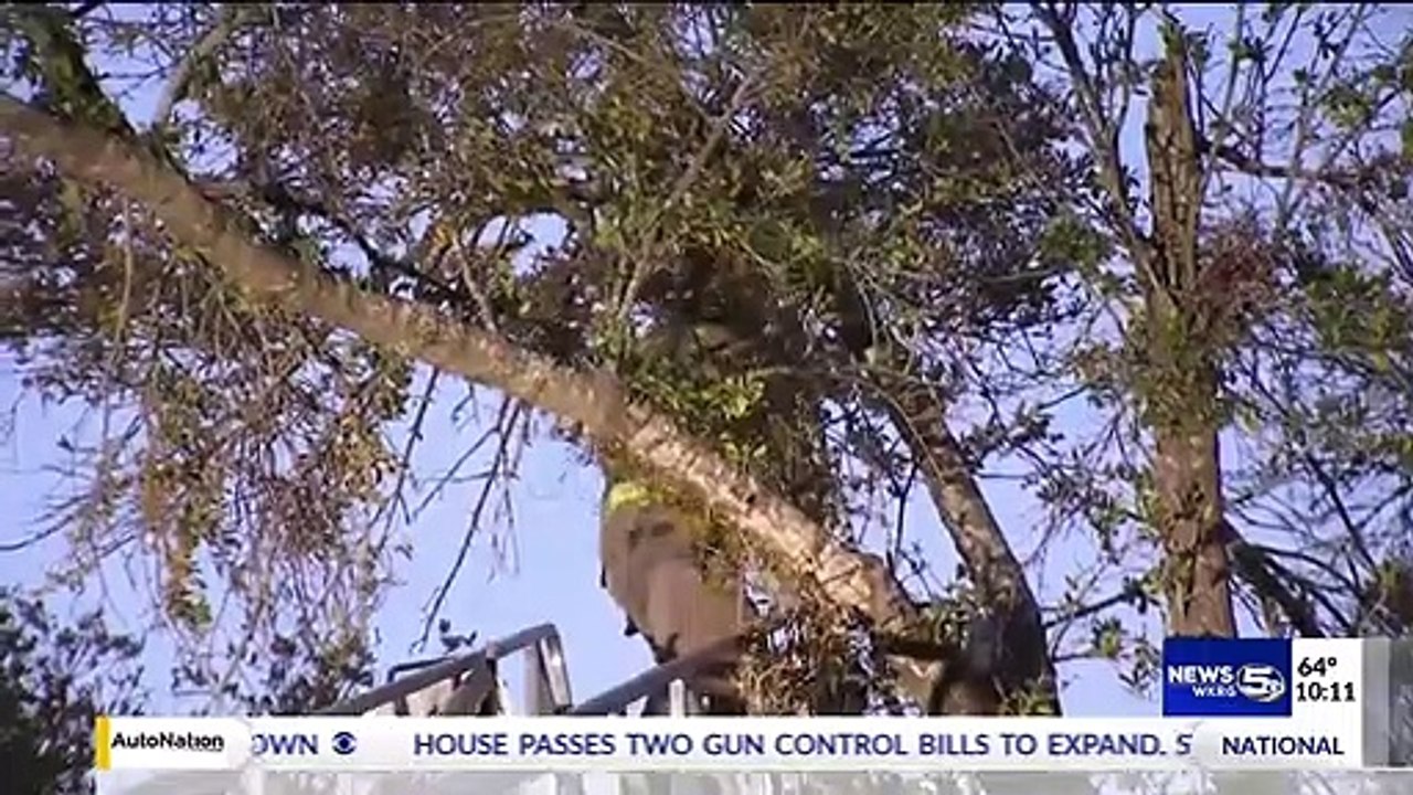 لقطة إنسانية: رجال الإطفاء تنقذ قطة عالقة على الشجرة لأكثر من أسبوع