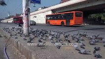 Delhiites buy food for feral pigeons - Natural foraging in urban Rock pigeons lost_