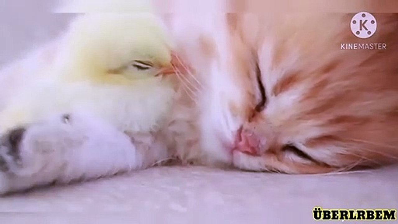 Le Chaton et le Poussin