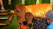 Gujrat Man Makes Jewellery For His Cow And Calf, Here's How The Jeweller Welcomed Them