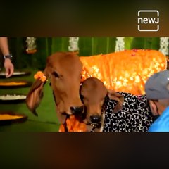 Gujrat Man Makes Jewellery For His Cow And Calf, Here's How The Jeweller Welcomed Them