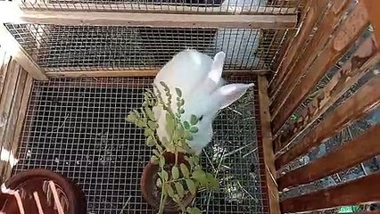 2 months old rabbit 