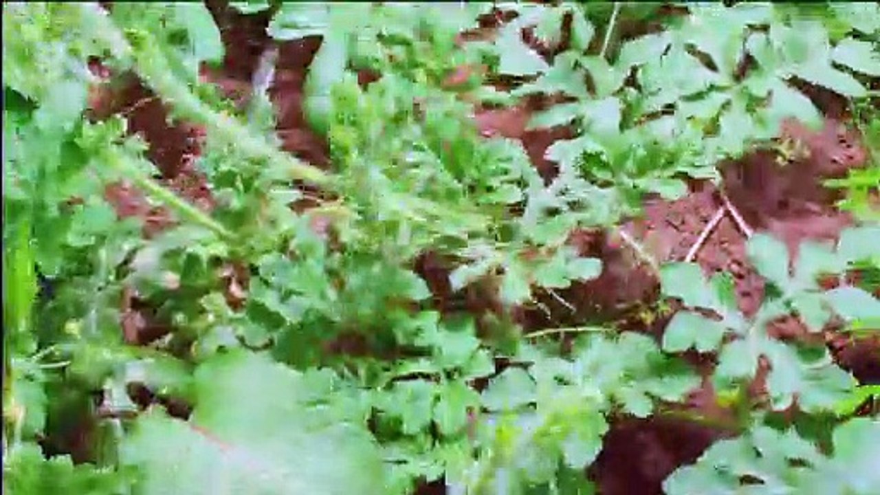 Watermelon Magic Trailer