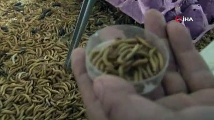 10 yaşından beri akreplerle iç içe; "Akrep Ali" tesis kurdu