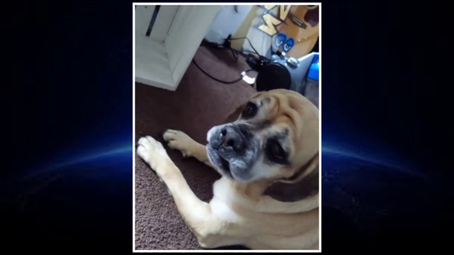 Animal Being Funny episode 3 Season 1 | Animal Funny Videos | Animal Being Jerks | Amimal Funny Vines | Funny Cats and Dogs Videos