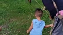 goat playing