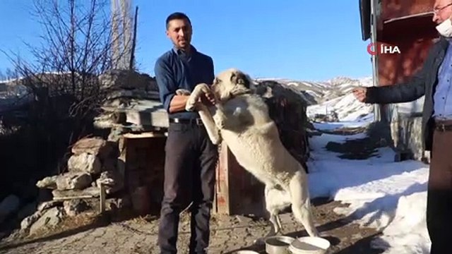 2 kangal sürüye yaklaşan ayıyı böyle kovaladı