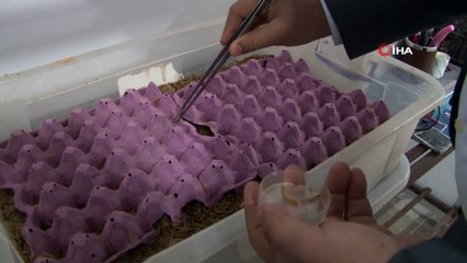 Şanlıurfalı “Akrep Ali” 10 Yaşından Beri Kara Akreplerle Yaşıyor