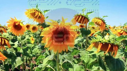 NEGROS ORIENTAL SUNFLOWER GARDEN