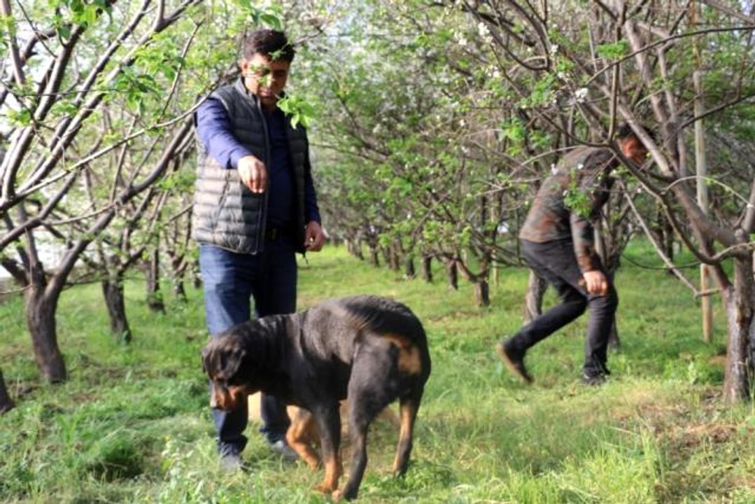 Fiyatı altınla yarışan erik, hırsızların hedefi oldu