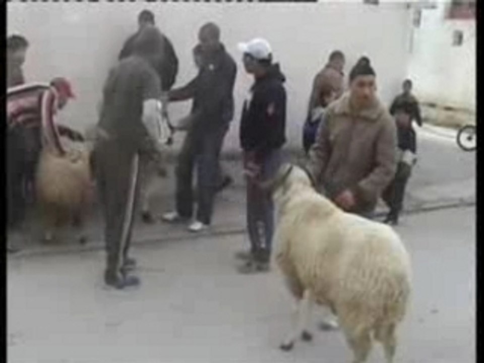 combat de moutons tunisien
