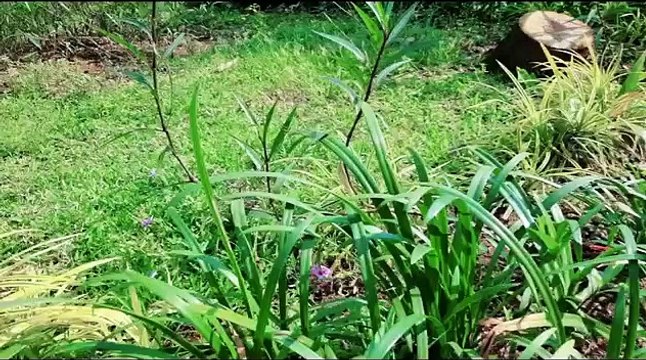 [Kalimba Cover] Somewhere Over the Rainbow - Judy Garland