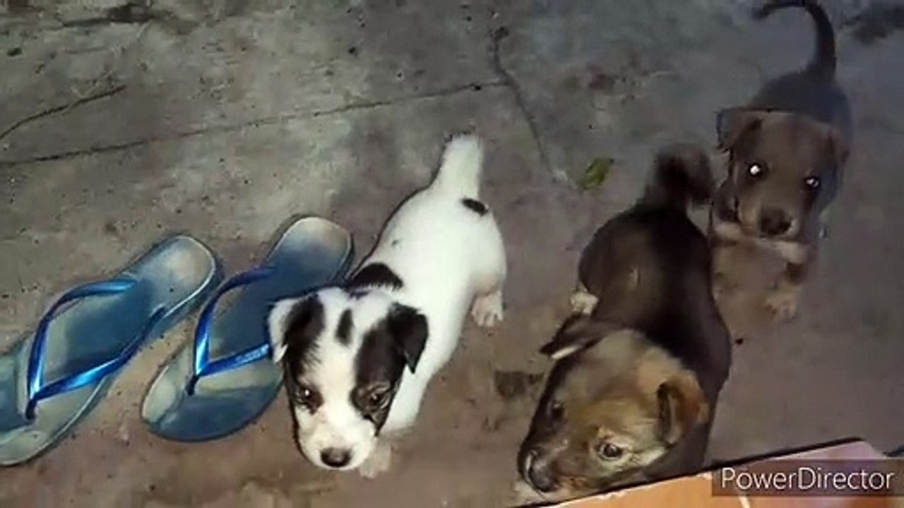 Puppies