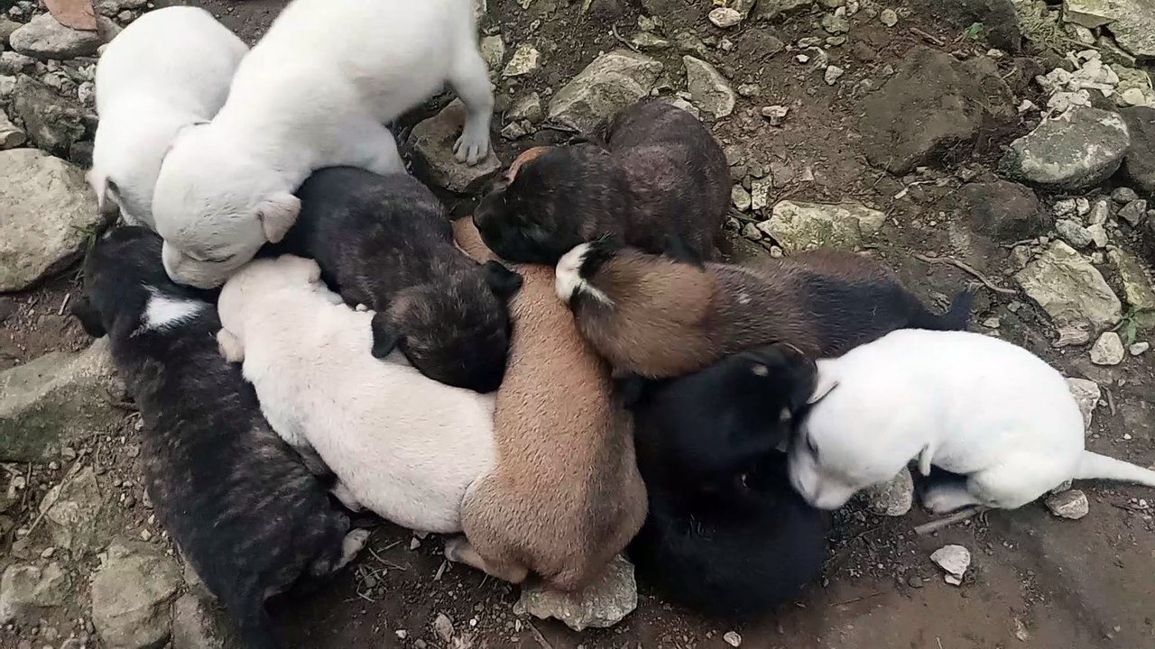 Too many cuties